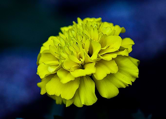 Yellow Blossom