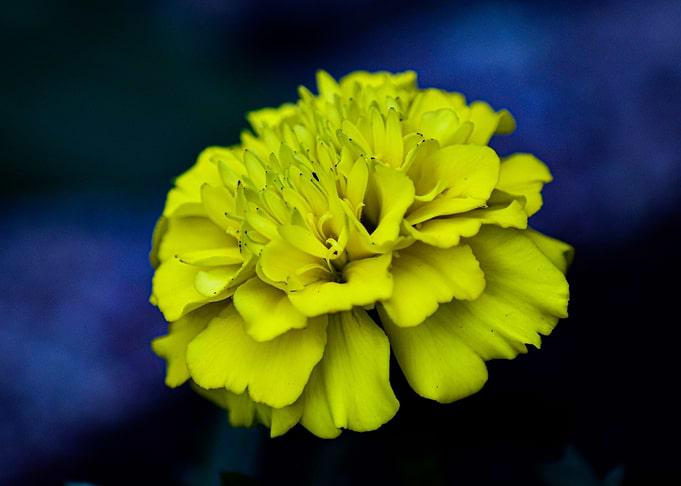 Yellow Blossom