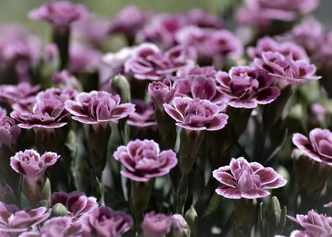 pink cloves