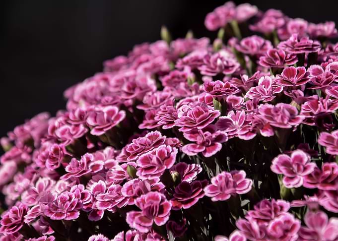 Pink Cloves Vol2