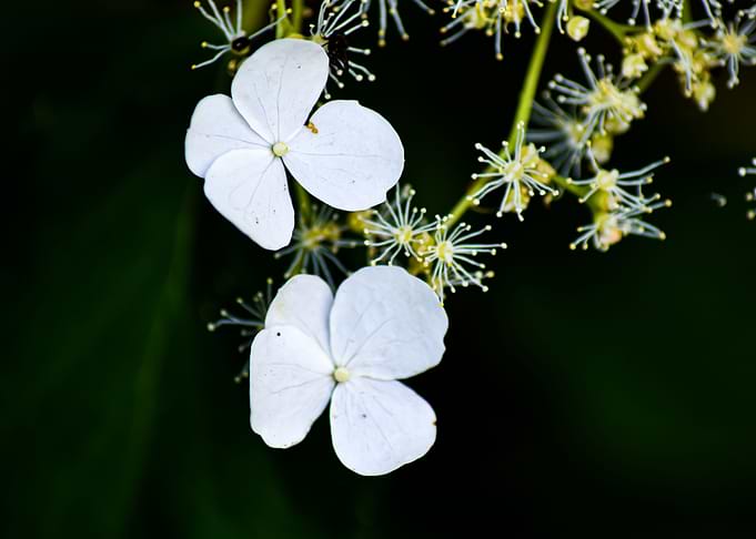 white blossom Vol2
