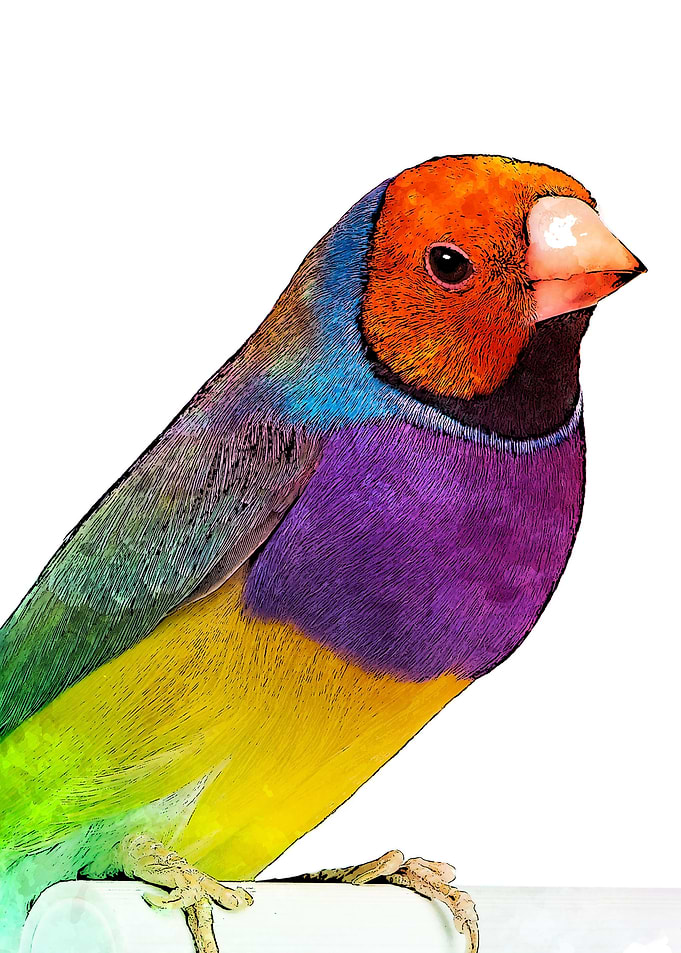 colorful bird on pencil