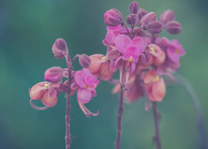 Flower in pink