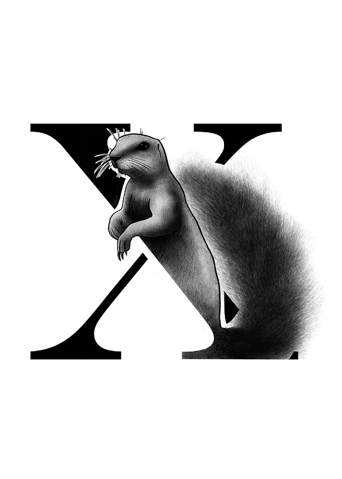 X is for Xerus