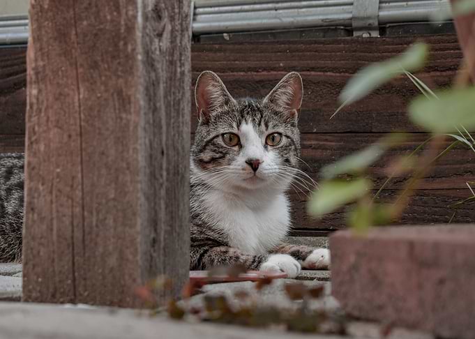 hide and seek cat