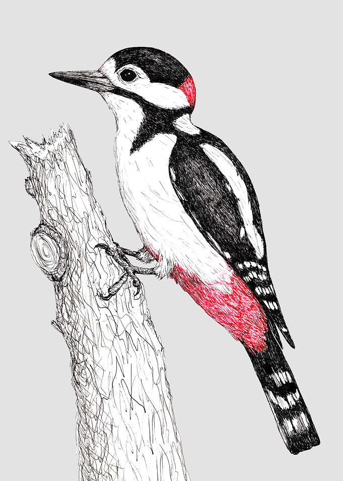 Great spotted woodpecker