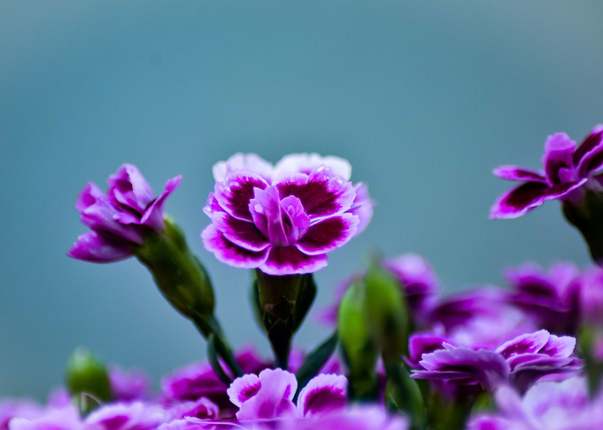 Pink Clove