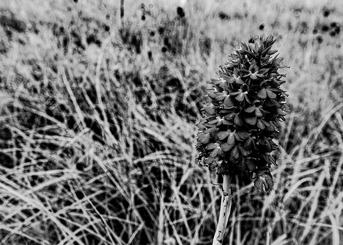 Field 4