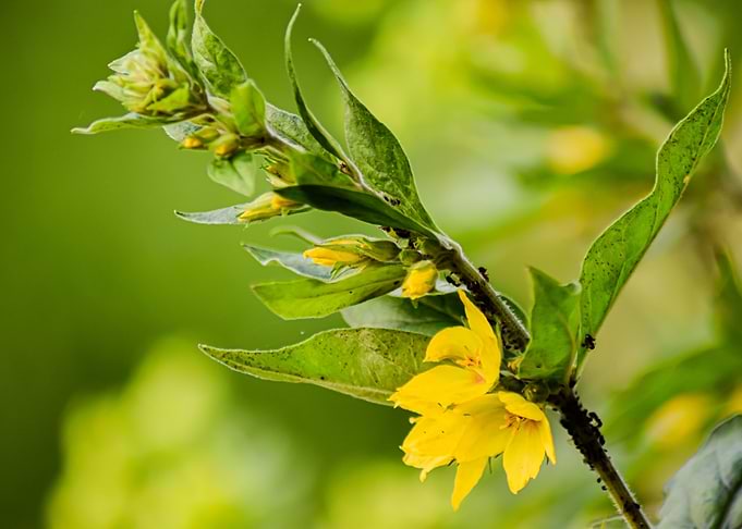 yellow Blossom and Ants