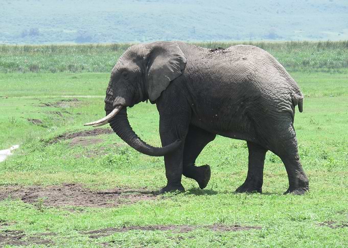 Elephant