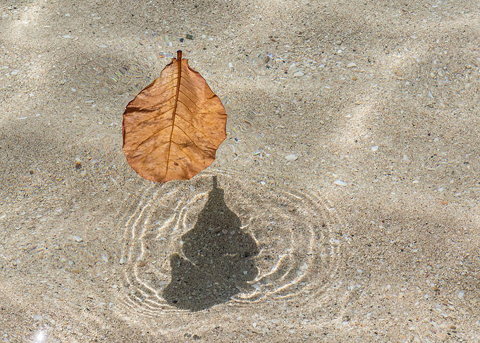 leaf on clear water