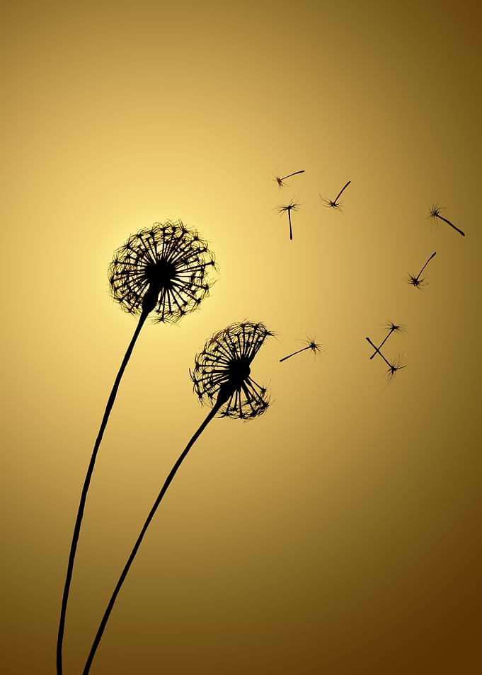 Dandelion Glow