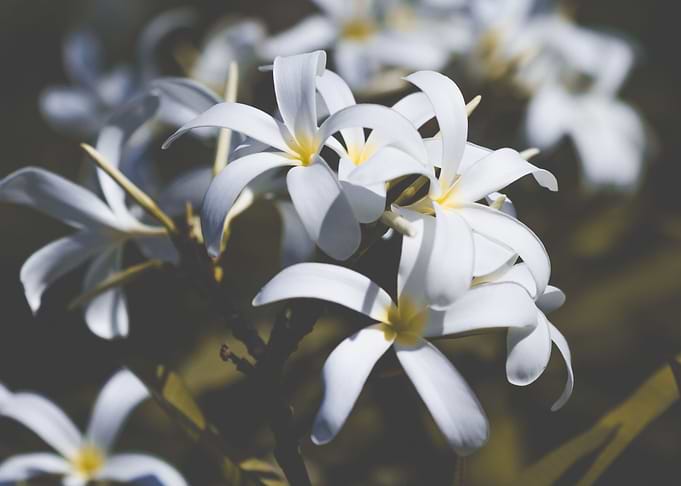 Frangipangi in white