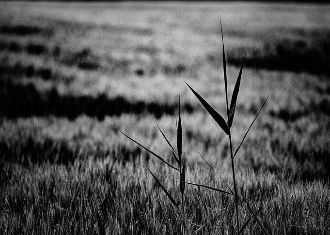 Field 3