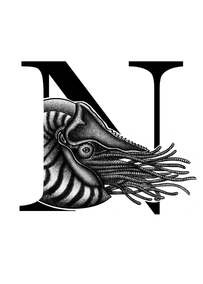 N is for Nautilus