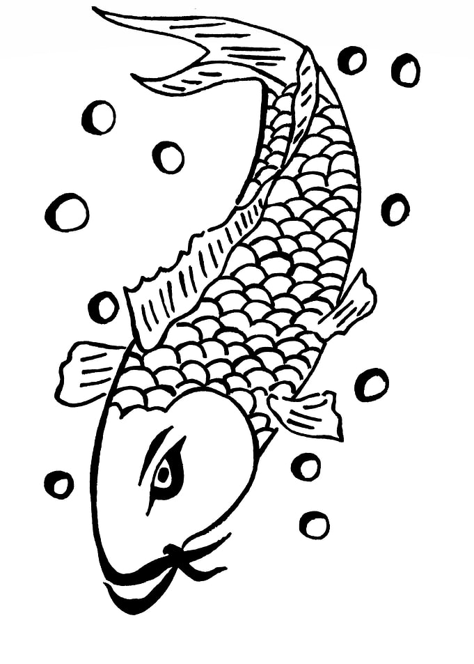 Koi