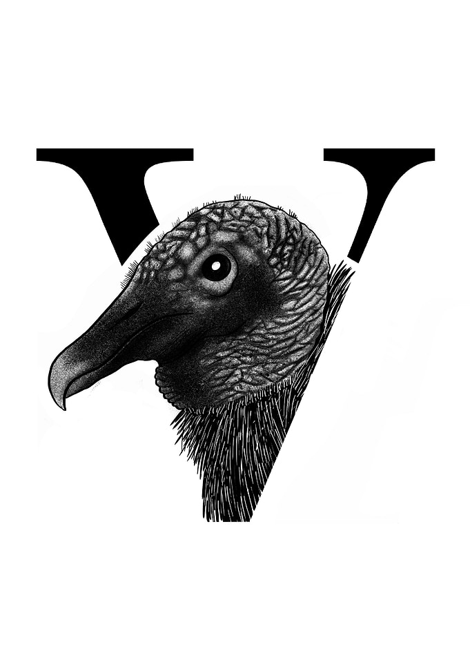 V is for Vulture