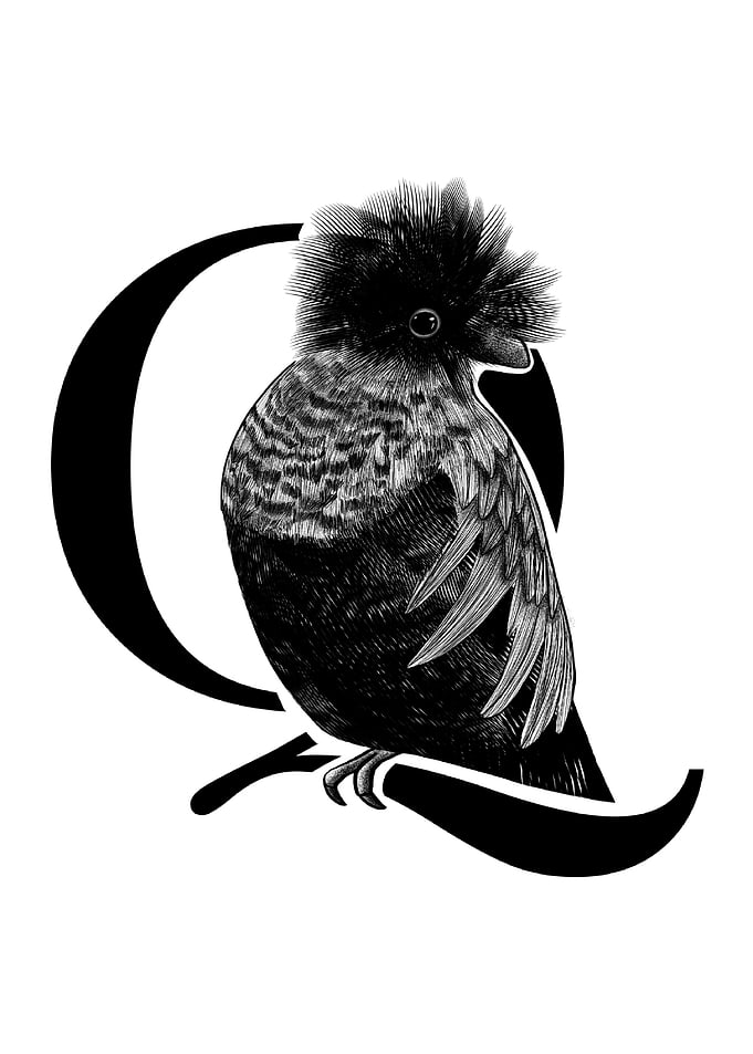 Q is for Quetzal