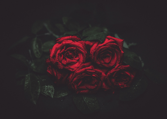 Romantic Dark Roses