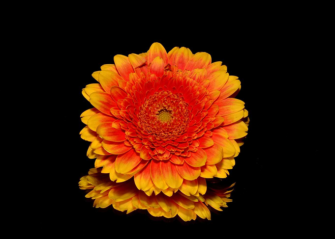 Orange Dahlia On Black