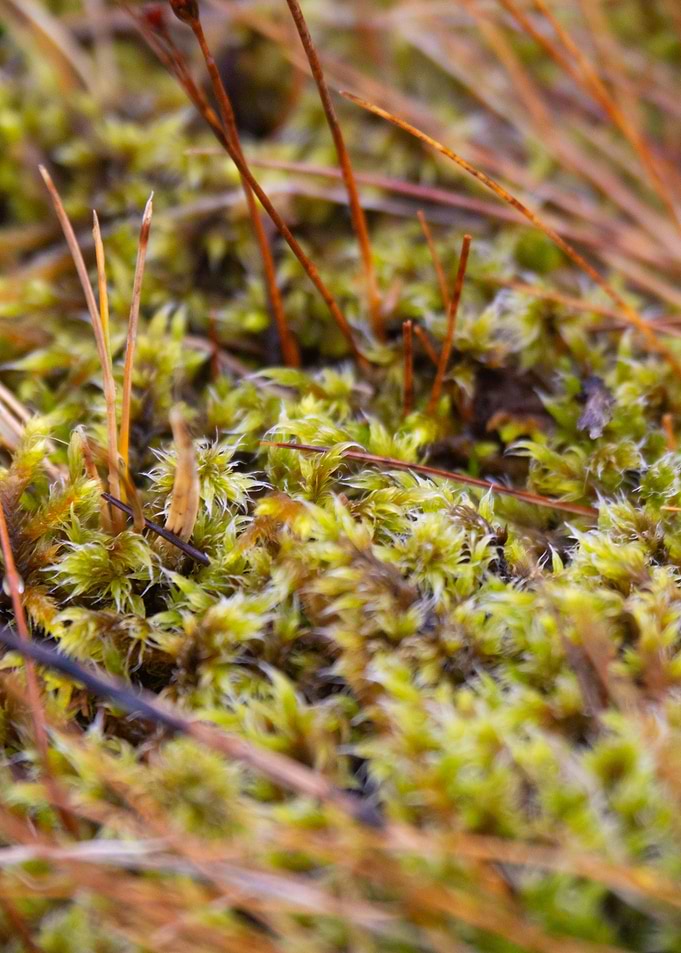 Iceland in detail