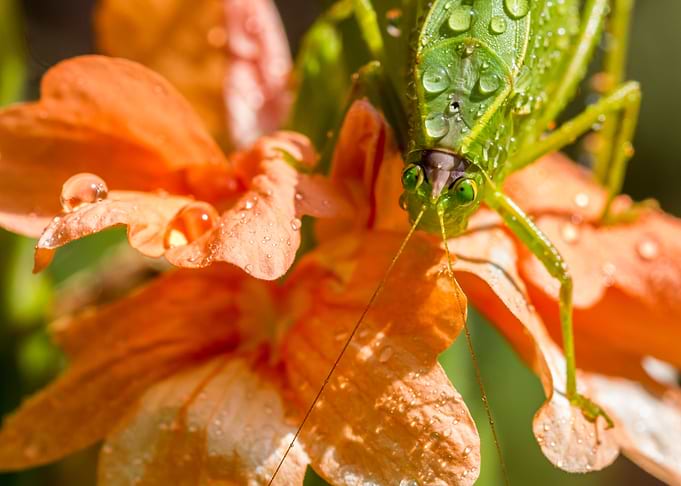 Grasshopper on orange