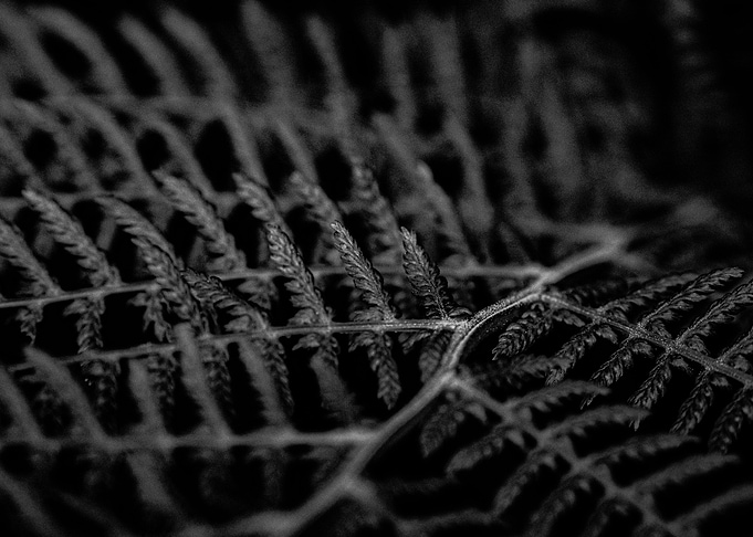 fern 3