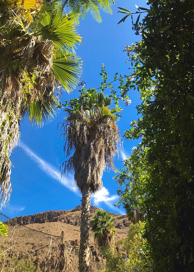 Palms in Gran Canaria