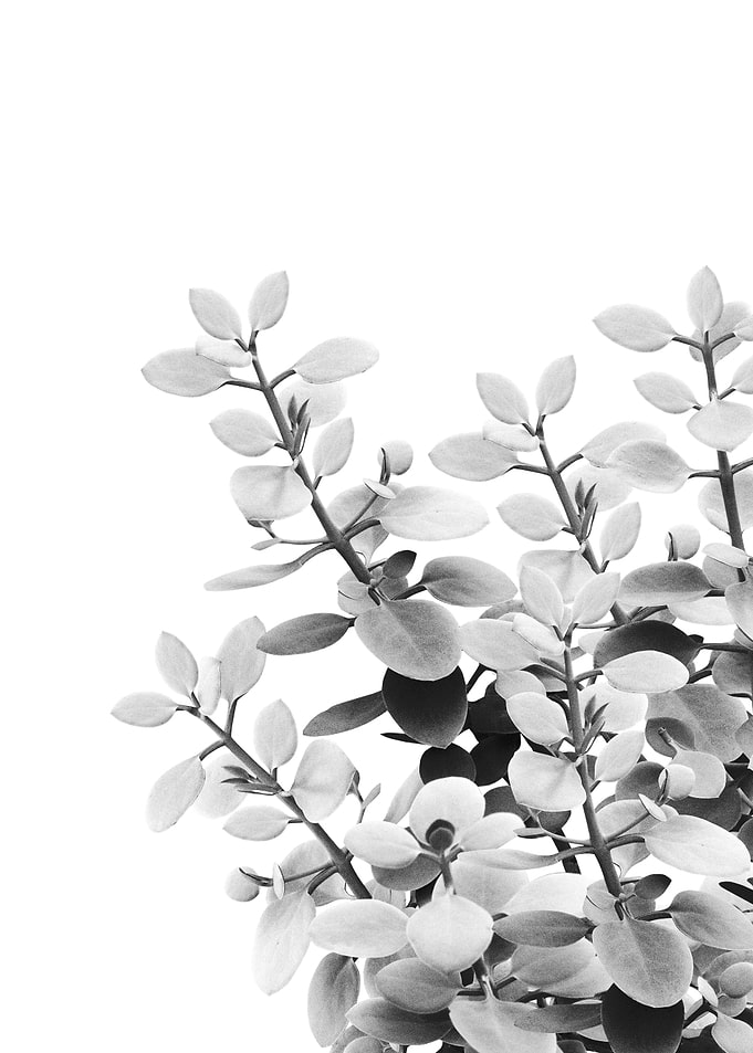 Eucalyptus Leaves 1