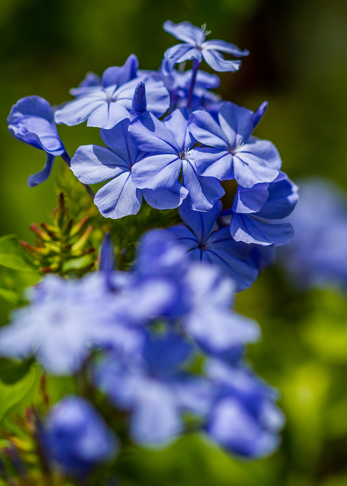 blue Plumbago