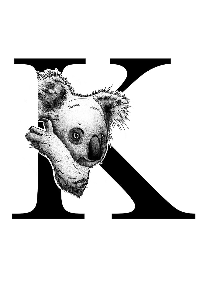 K is for Koala