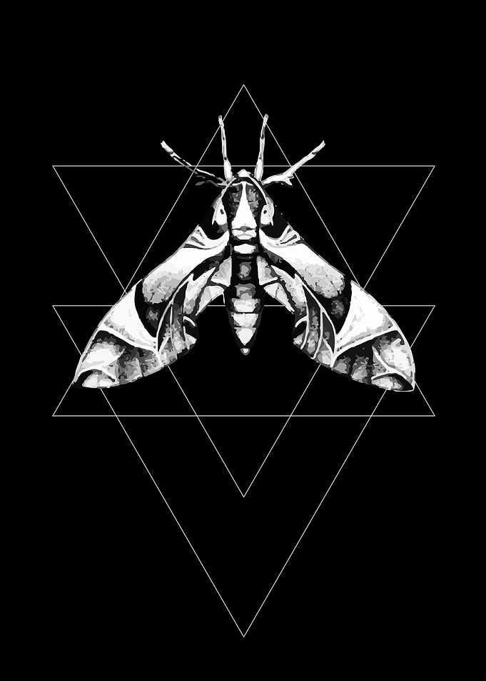Moth