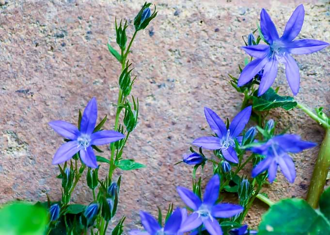 purple blossoms