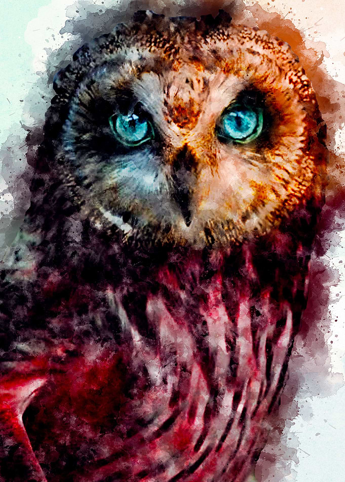The Owl
