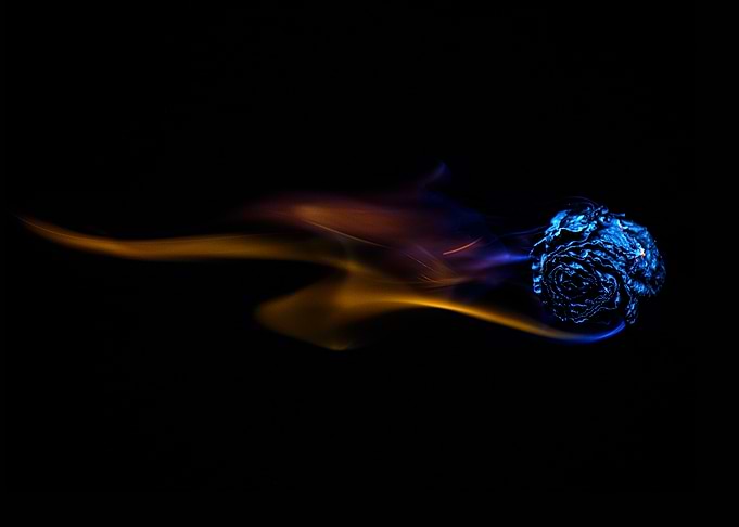 Rose smoke and fire nr 9