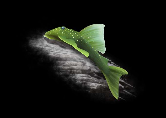 Green Phantom Pleco