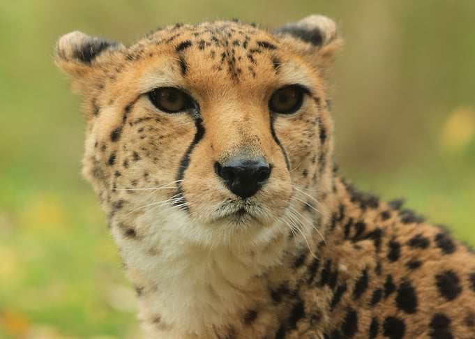 Cheetah