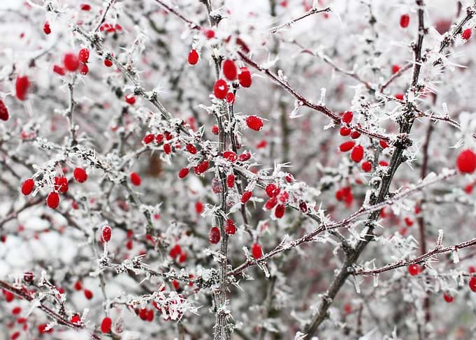 Red Berries In Snow