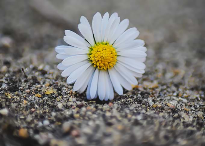 sandy daisy