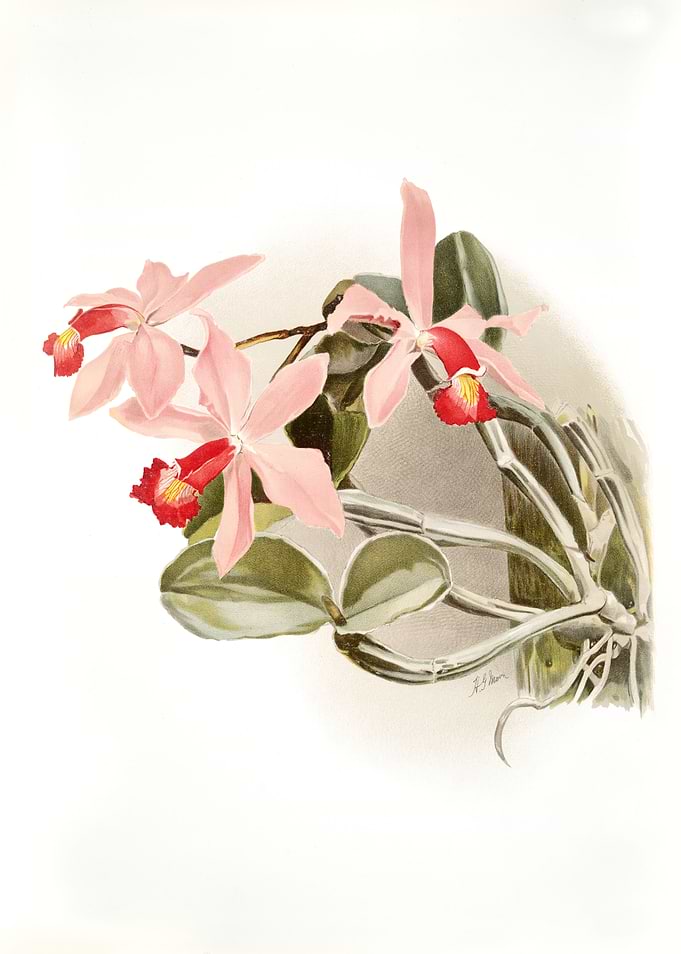 Cattleya Superba Splendens