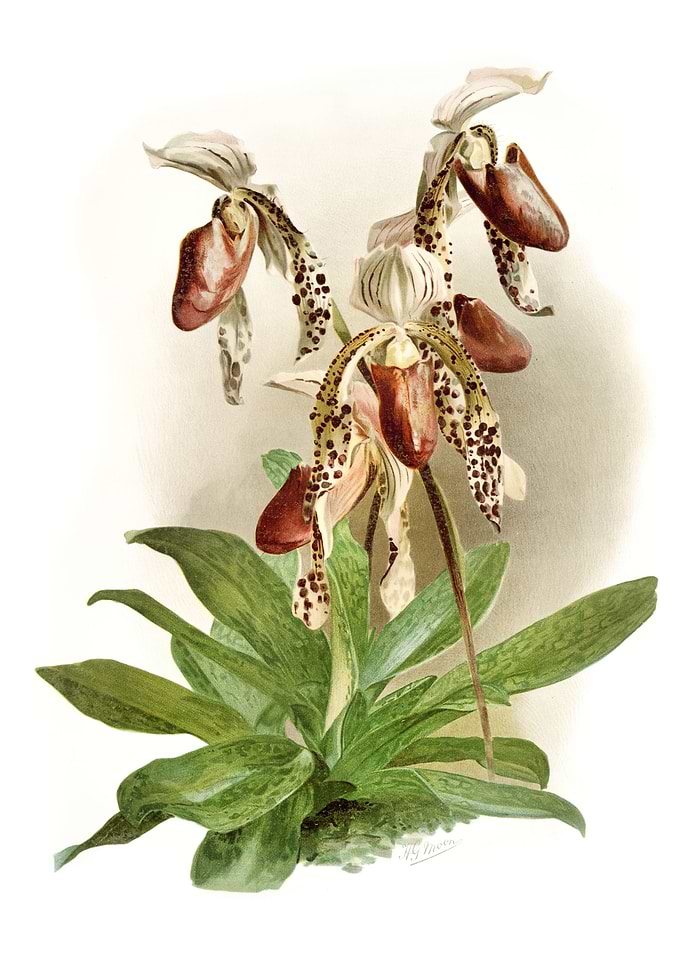 Cypripedium Morganiae Burf