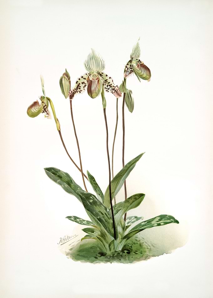 Cypripedium Argus