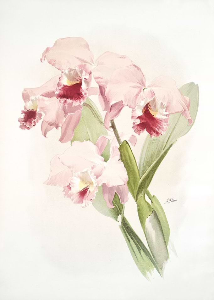 Cattleya Labiata
