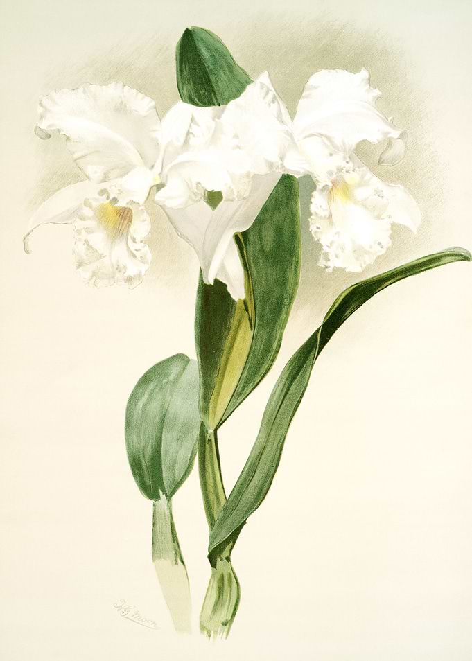 Cattleya Mendelii Quorndon