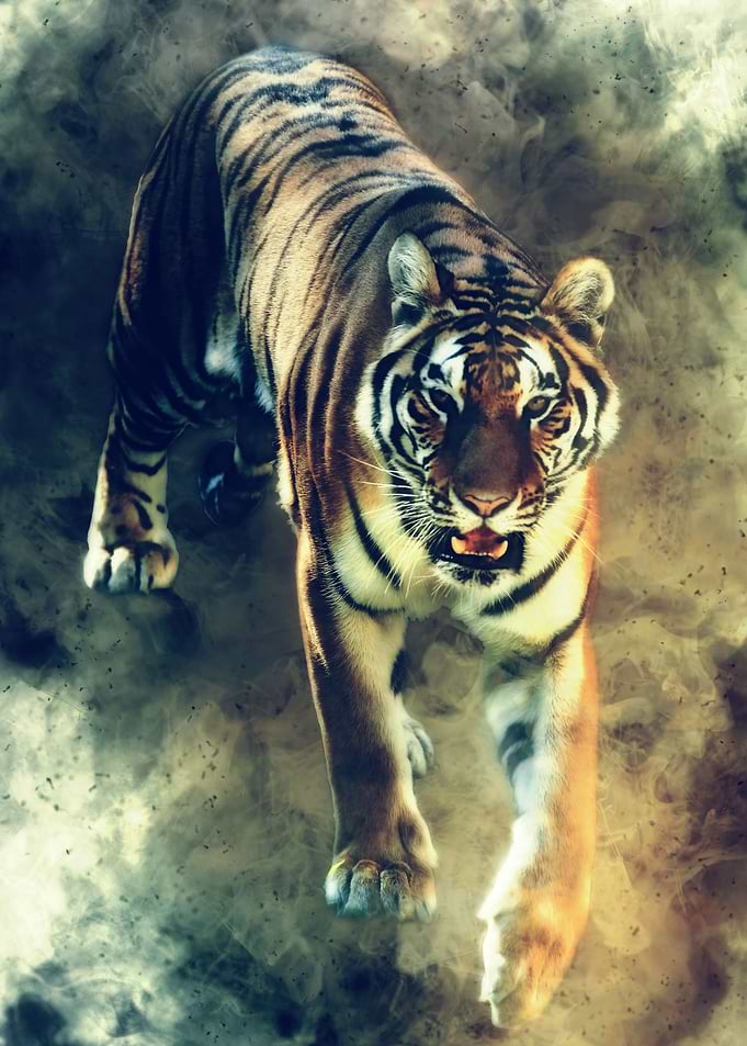 Tiger