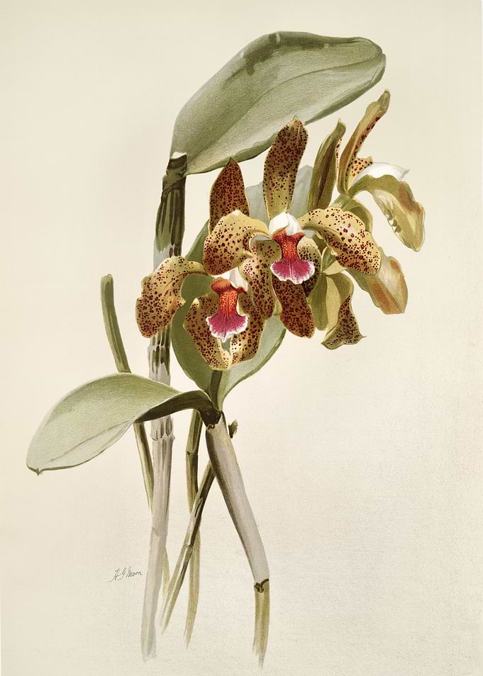 Cattleya Granulosa