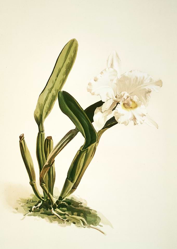 Cattleya Luedemaniana Alba