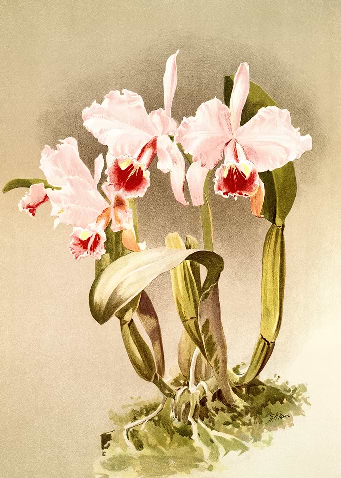 Cattleya Labiata Luedemann