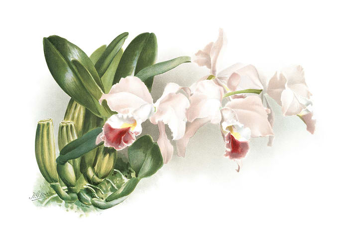 Cattleya Labiata Gaskellia