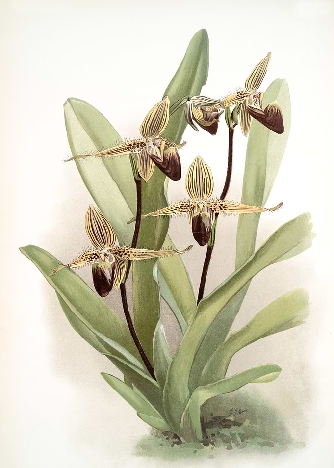 Cypripedium Rothschildianu